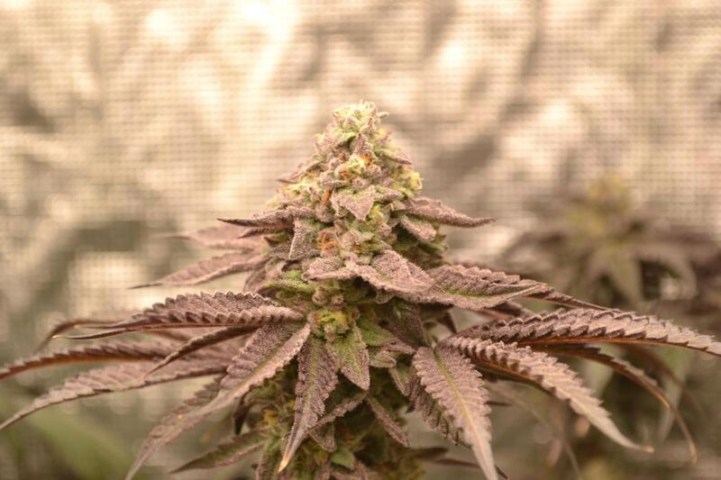 Frosty Tooth, Фасовка: 3, изображение 3